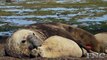 Elephant Seal Mating And Giving Birth On The Beach