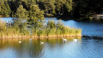 Красивые птицы...и гордые...