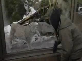 Idols Extra Korkeasaari