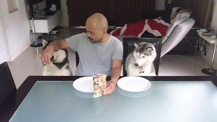 Happy huskies enjoy snack time with owner