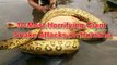 Giant Anaconda attacks Human Real - Biggest Anaconda Snake Attacks Man Caught On Tape