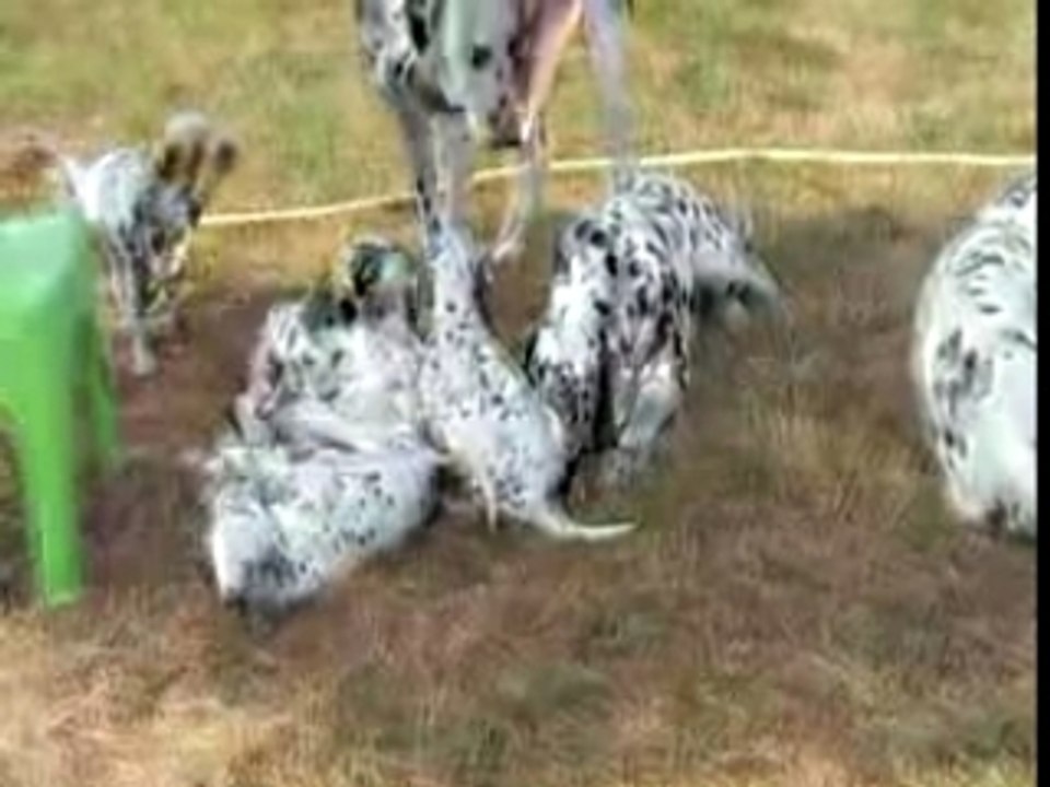 Portée All my pride : cinq semaines