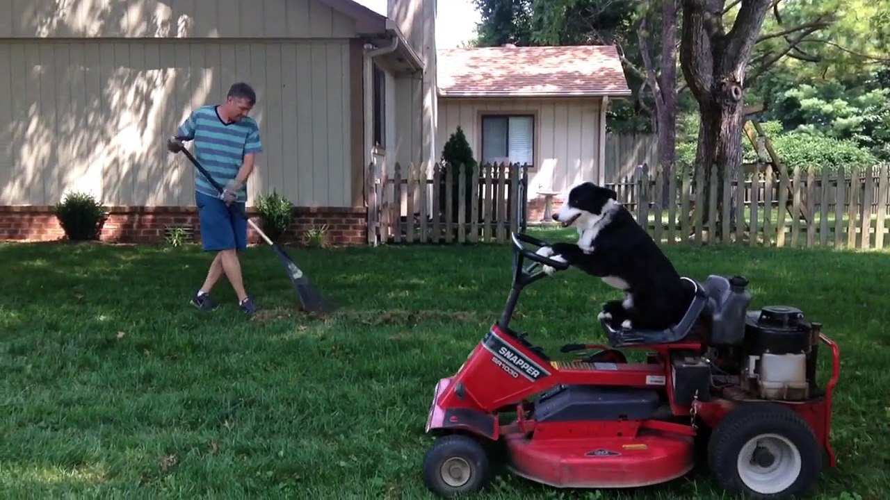 24 Animals Acting Strange