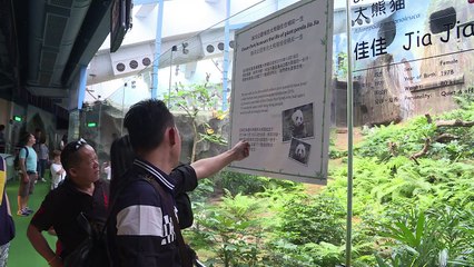 Murió la panda gigante más vieja en cautiverio