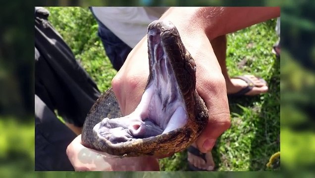 Trecea cu toata FAMILIA prin jungla cand au dat peste cel mai MARE sarpe pe care l-au vazut vreodata !!