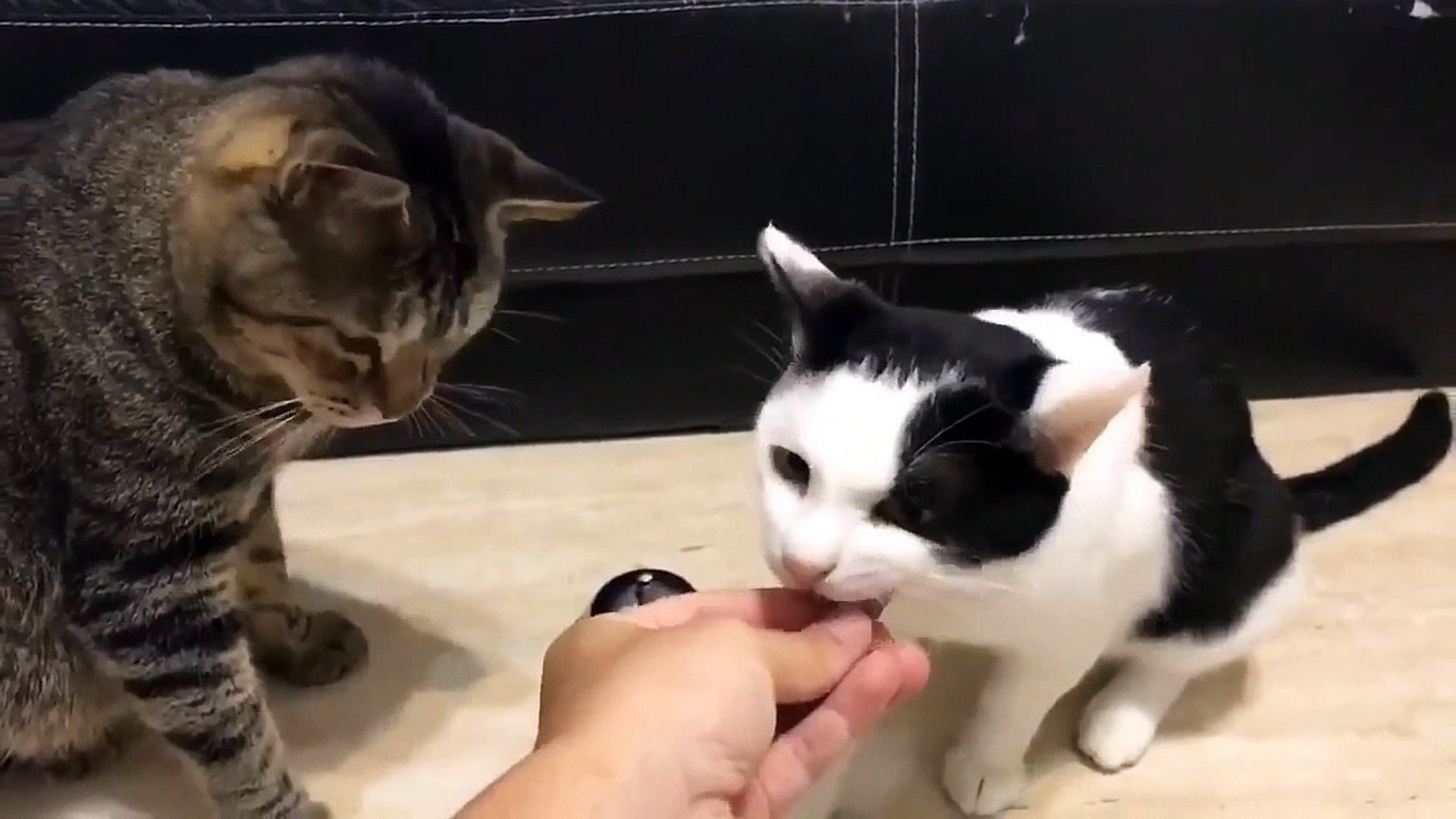 Deux Chats Utilisent Une Sonnette Pour Avoir A Manger Video Dailymotion