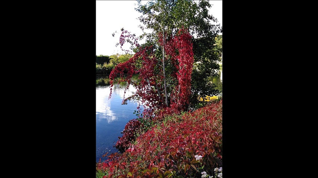 le halage de la Sêvre Niortaise 2016  N°2 grand ecran M.Berger