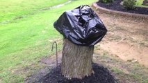 Son mari coupe un arbre 2 semaines plus tard elle retire ce sac à poubelles et découvre ça!