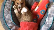 Corgi puppy munches on his feet
