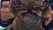Il pêche un animal très bizarre.