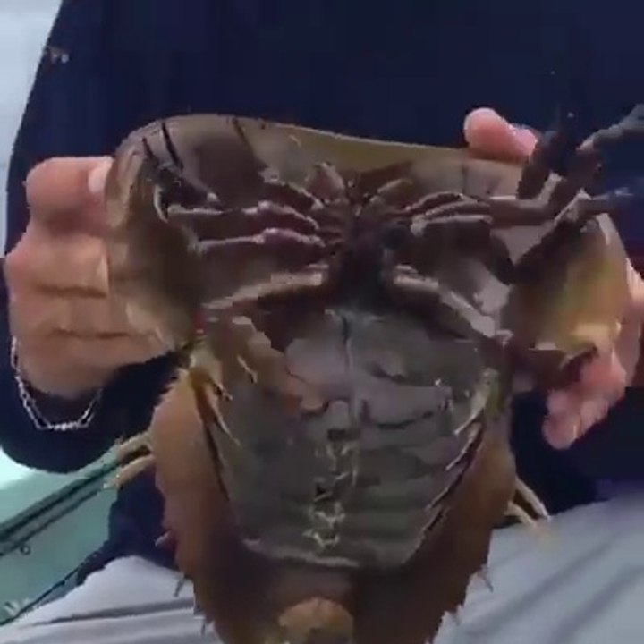 Il pêche un animal très bizarre.
