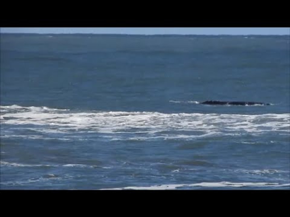Whales Surface Off Brazilian Coast After Storm Passes Through