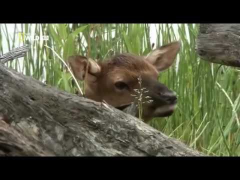 Yellowstone Grizzly Valley Battlefield. The documentary National Geographic