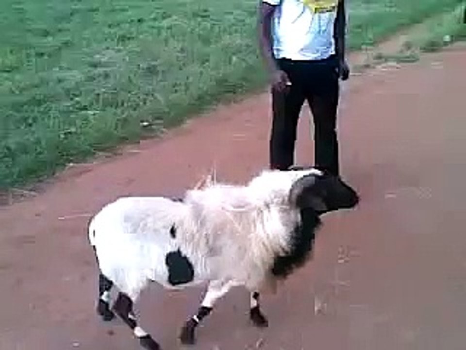 VERY FUNNY VIDEO UNIBEN RAM-0fOt7aSIaK8