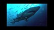Diver Records Close Encounter With Grey Nurse Shark