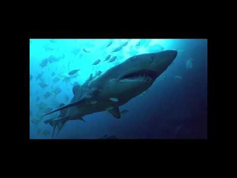 Diver Records Close Encounter With Grey Nurse Shark