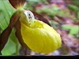 Vénusiens en quête de sabots - Vercors Sud