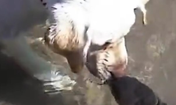 Un labrador qui embrasse une Carpe Koi dans son bassin !