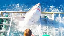 UN PLONGEUR ÉCHAPPE À LA MORT ALORS QU'UN GRAND REQUIN BLANC S'INTRODUIT DANS LA CAGE!