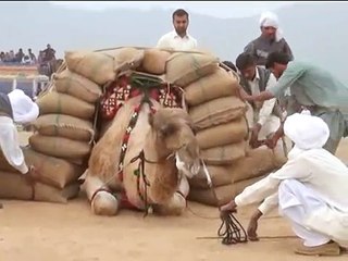 Qasim Qasim - Camel weightlifting in 2014