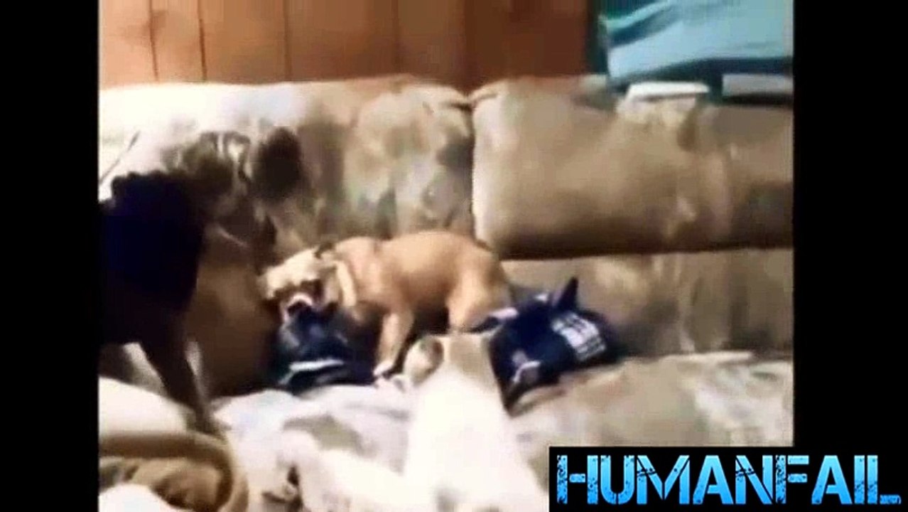 animals-funny videos-8