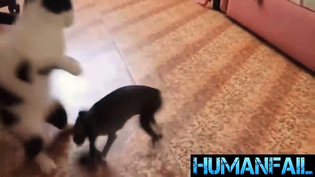 animals-funny videos-9