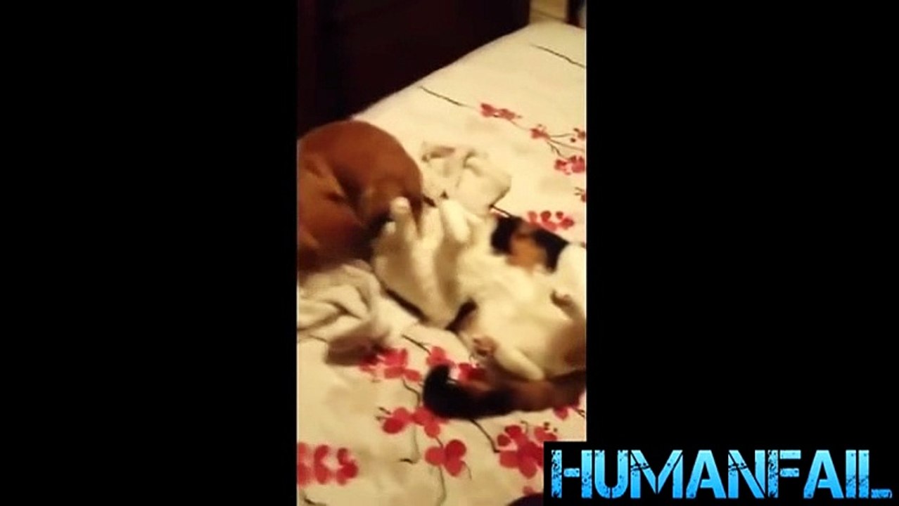 animals-funny videos-13