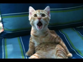 Just Cats Compilation - Funny Videos 2016 - Laughinghive