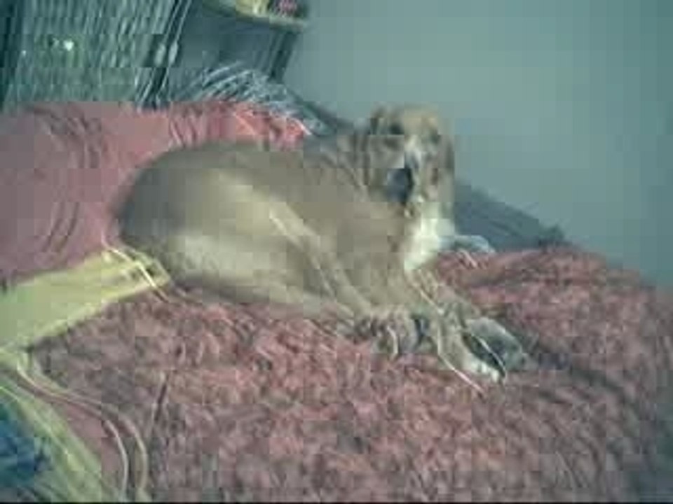 pousse