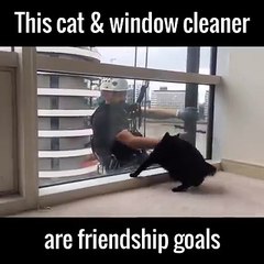 Camları temizleyen abi ile kedi dostluğu