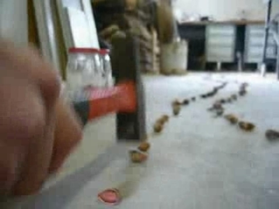 Cassenoisettes