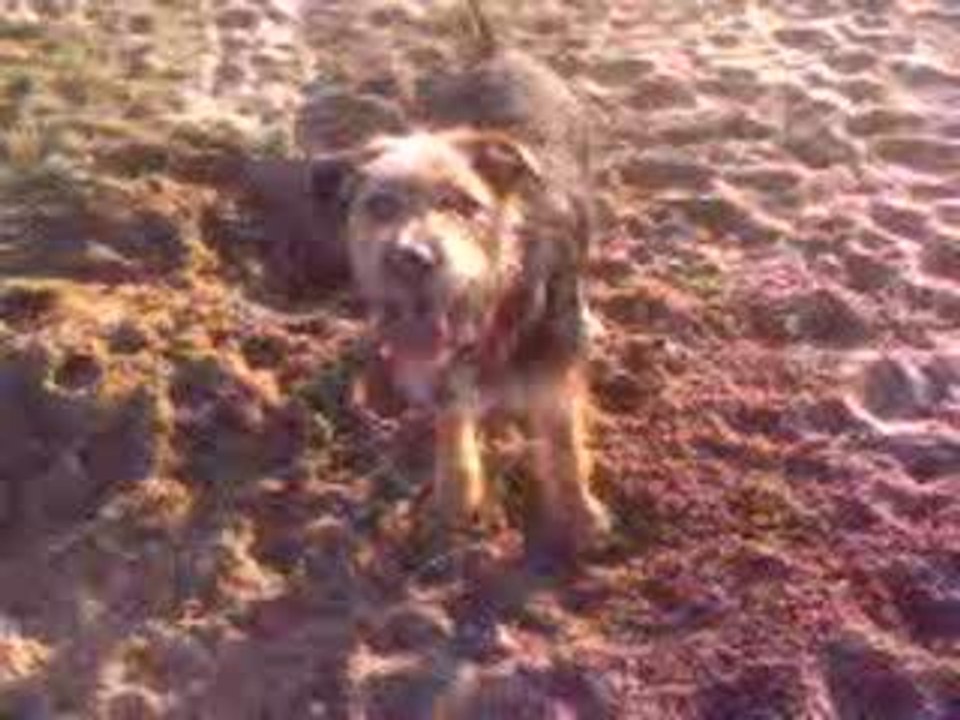 lenny flocon à la plage