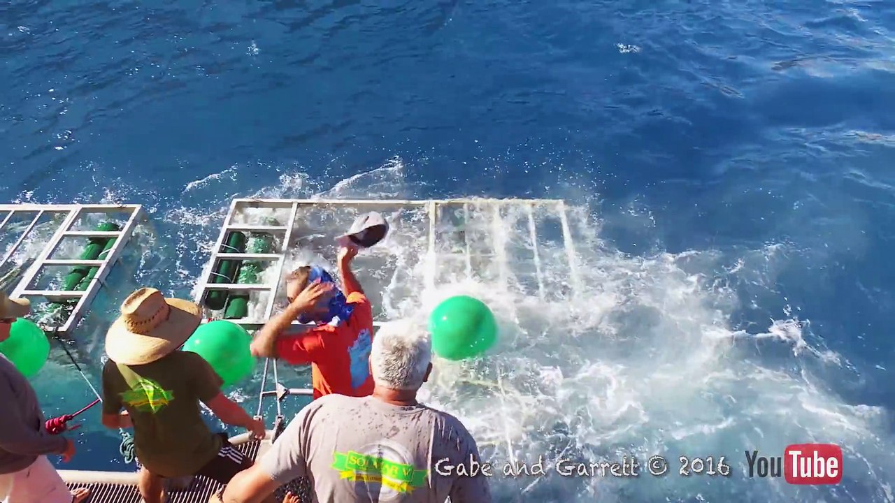 Piégé dans une cage sous l'eau avec un requin blanc !