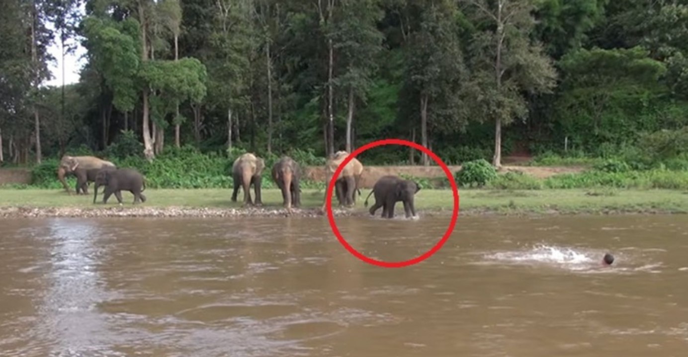 L’elefante non dimentica l’uomo che lo ha salvato. Lo vede in difficoltà e si butta in acqua ad aiutarlo