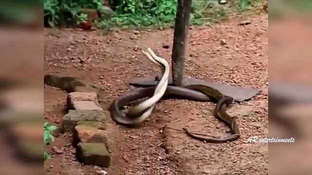 Latest Most Viral Whatsapp Funny Videos | Snake Vs Snake | AR Entertainments