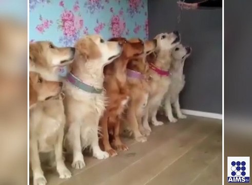 کتے کے بچے کس طرح انسان کے بچوں کی طرح کھارہے ہیں