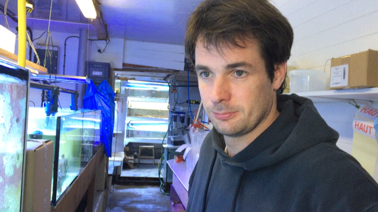 À la Ferme de corail, 10 000 boutures de coraux sont élevées