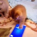 Kittens fascinated by smartphone game for cats
