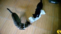 Kitten destroys toilet paper roll, makes gigantic mess!