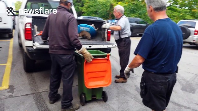 Raccoon rescued after getting stuck in bin lid