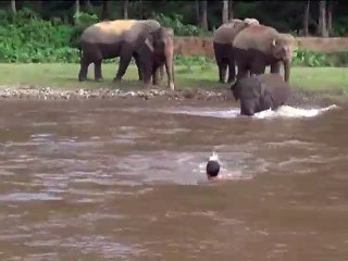 মাহুতকে ডুবে যাওয়া থেকে বাঁচালো বাচ্চা হাতি