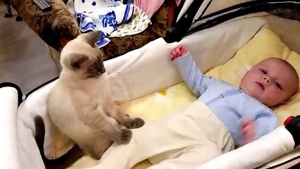 Cat- Calm Down, Baby!