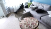 Super-hyper husky does crazy zoomies