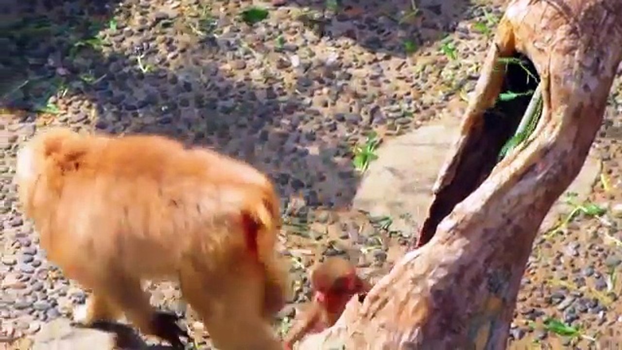 Baby Snow Monkey