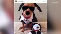 The Most Popular Halloween Pet Costumes For 2016