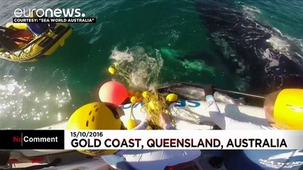 Humpback whale calf freed from a shark net in Australia