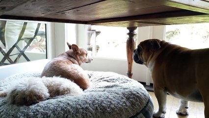 Bulldog throws temper tantrum for his stolen bed