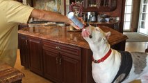 Great Dane enjoys whipped cream straight from canister