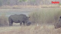 Au Zimbabwe, le sauvetage d'un rhinocéros aux prises avec un pneu