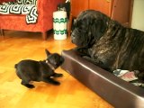 Cane Corso and french bulldog puppy, cute!